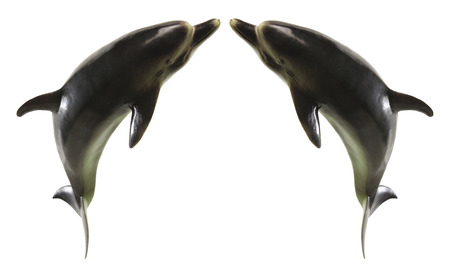 Dolphins on White Backgroundの写真素材