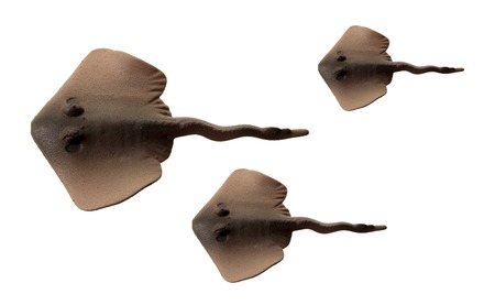 Stingrays on White Backgroundの写真素材