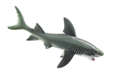 Shark on White Backgroundの写真素材
