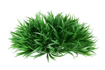 Artificial Shrub on White Backgroundの写真素材