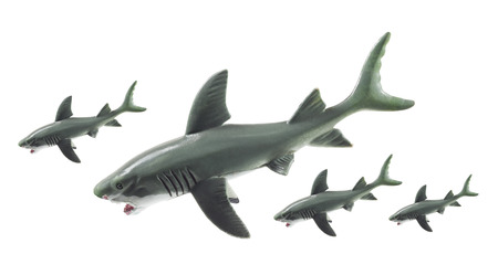 Sharks on White Backgroundの写真素材