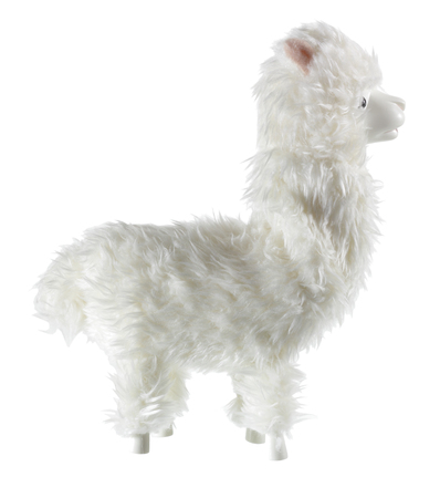 Llama on White Backgroundの写真素材