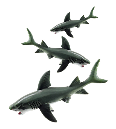 Sharks on White Backgroundの写真素材