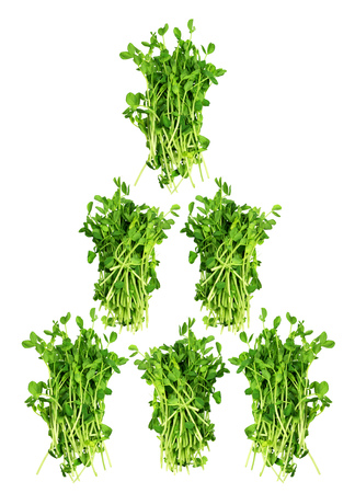 Snow Pea Sprouts on Isolated White Backgroundの写真素材