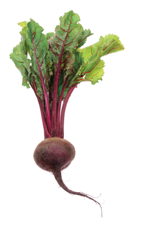 Beetroof on White Backgroundの写真素材