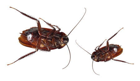 Dead Cockroaches on White Backgroundの写真素材