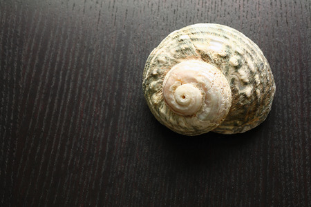 Seashell on Wooden Backgroundの写真素材