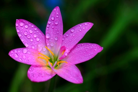 Pink flower bloom in the morning dewの素材