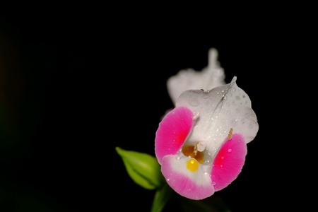 Pink flower blooms in the morning with dewの素材