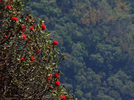 red rose on top of mountain in Thailandの写真素材