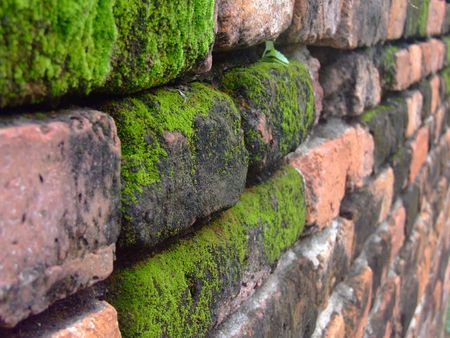 mosses on anceint red wall backgroundの写真素材