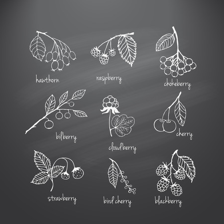 Collection of garden and wild berries. Hand-drawn sketches in chalk on the blackboard. Vector illustration for designのイラスト素材