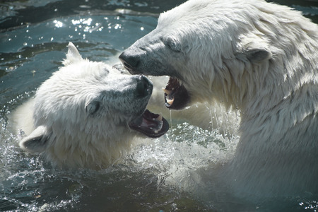 Nature, animals zoo mammals emotions Bearsの写真素材