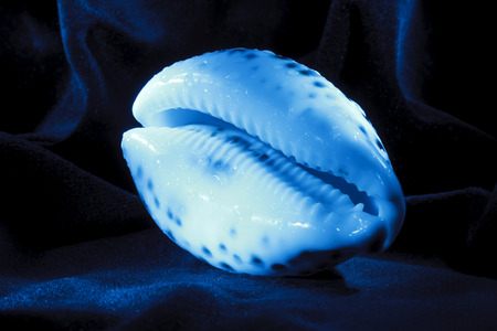 Shell close-up , blue light brush, frontの写真素材