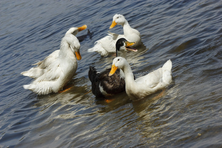 ducks on the river , white and drakeの写真素材