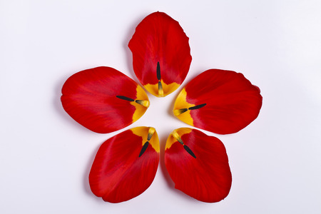 petals of red tulip macro white backgroundの写真素材