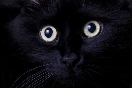 a Portrait of a black catの写真素材
