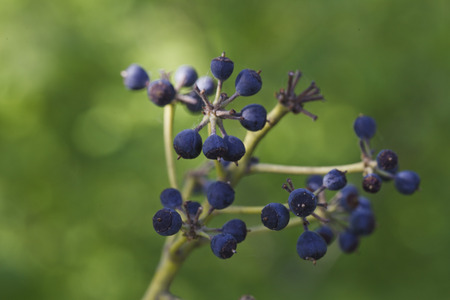 a Wild berries on a green backgroundの写真素材