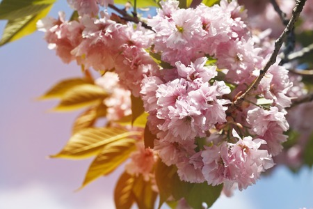 Sakura. Cherry Blossom in Springtime. Beautiful Pink Flowersの写真素材