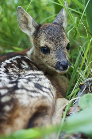 fawn in the wild background portrait