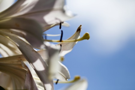a Beautiful flower background macro shot Lilleの写真素材