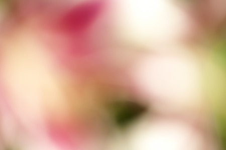 a blurred background Flower Lillyの写真素材