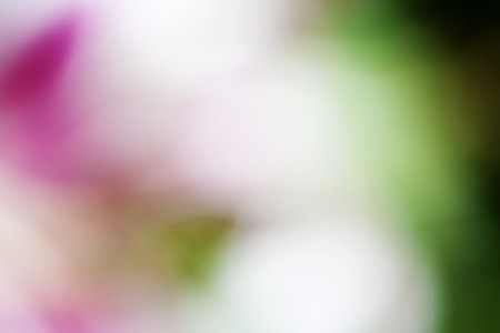 a blurred background Flower Lillyの写真素材