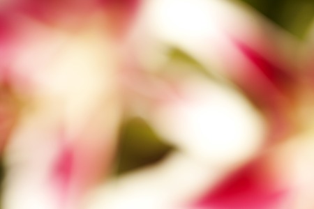 a blurred background Flower Lillyの写真素材