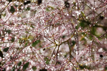 a beautiful abstract, bokeh of water drops on a plantの写真素材