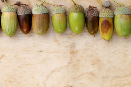 acorns, oak, wooden background, autumn  nature  space for textの写真素材