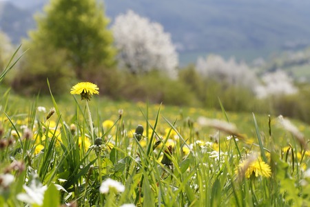 a Spring meadow with dandelions, nature, mountainous terrainの写真素材