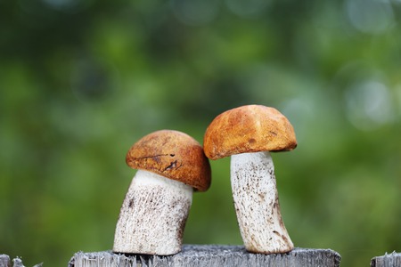 beautiful fresh mushrooms closeup, harvest from the forestの写真素材