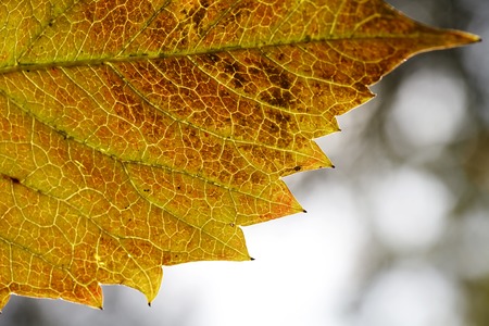 leaf texture close-up, close-up shot of fiber, nature, background