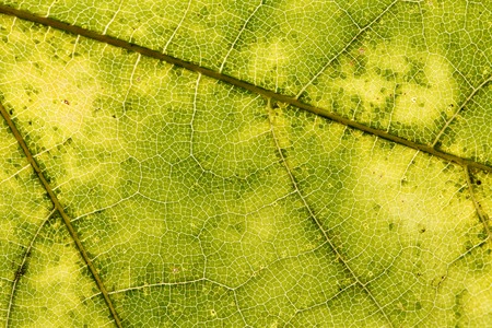 leaf texture close-up, close-up shot of fiber, nature, background