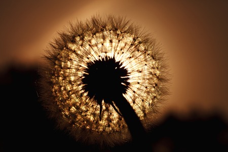 a beautiful big dandelion silhouette in the sunset lightの写真素材