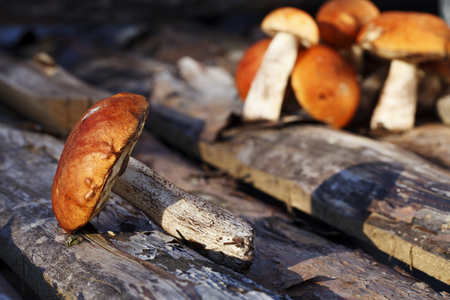 beautiful fresh mushrooms closeup, harvest from the forestの写真素材
