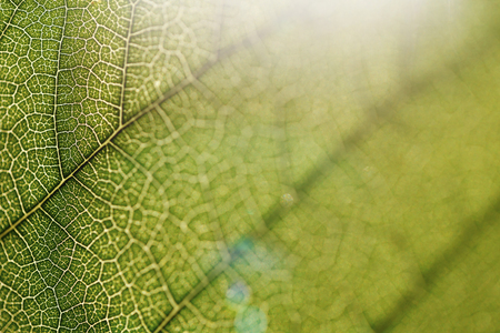 leaf texture close-up, close-up shot of fiber, nature, background
