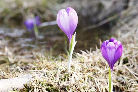 Spring ,  flowers, colorful crocuses bloomingの写真素材