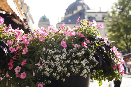 Beautiful flower bed of flowers on a city streetの写真素材