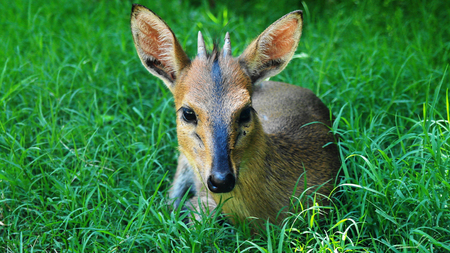 Portrait of looking to the camera roeの写真素材
