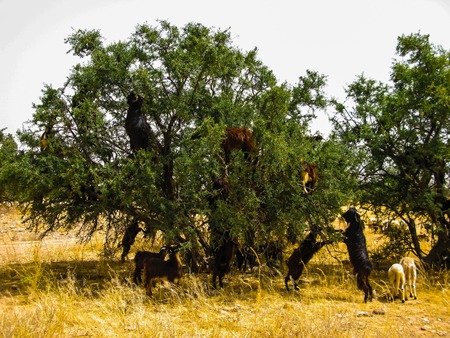 Goats on the branches of argania tree, Moroccoの写真素材