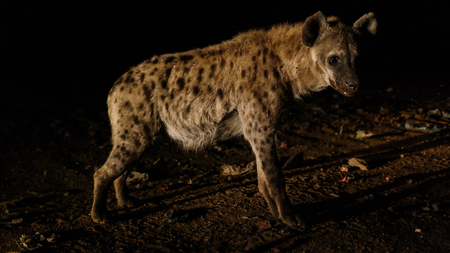 Feeding of spotted hyenas near Harar, Ethiopiaの写真素材