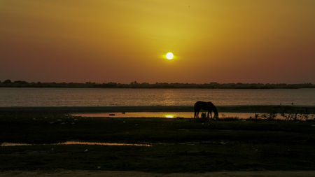 Horse on the shore of Senegal river at sunset, Saint-Louis, Senegalの写真素材