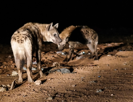 Feeding of spotted hyenas near Harar, Ethiopiaの写真素材