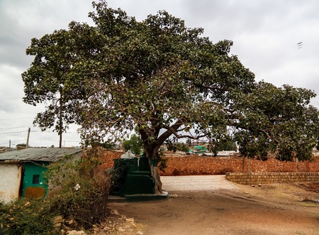 Harar tree mosque in Jugol old city Harar, Ethiopiaの写真素材