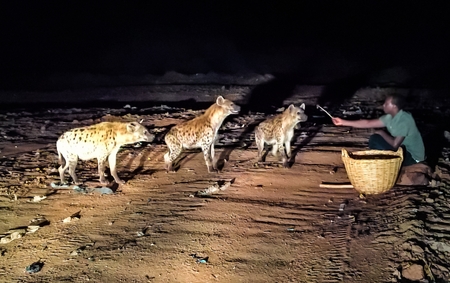 Feeding of spotted hyenas near Harar, Ethiopiaのeditorial素材