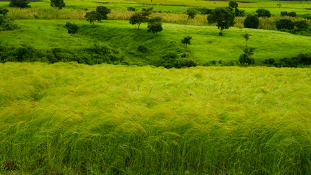 Agriculture landscape with fields of teff at morning in Ethiopia