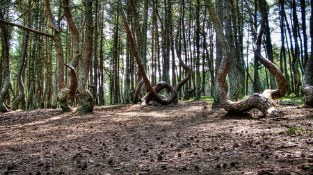 Dancing forest, Curonian spit, Kaliningrad region Russia