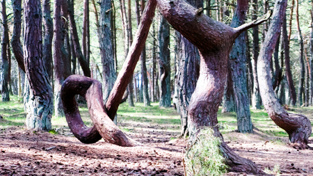 Dancing forest, Curonian spit, Kaliningrad region Russiaの写真素材
