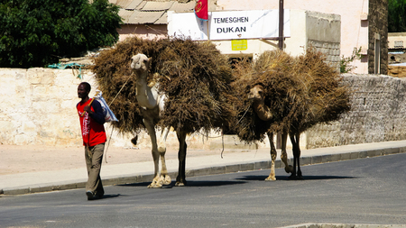 Portrait of man with camel transporting hay and firewood - 08-03-2011 Keren, Eritreaのeditorial素材